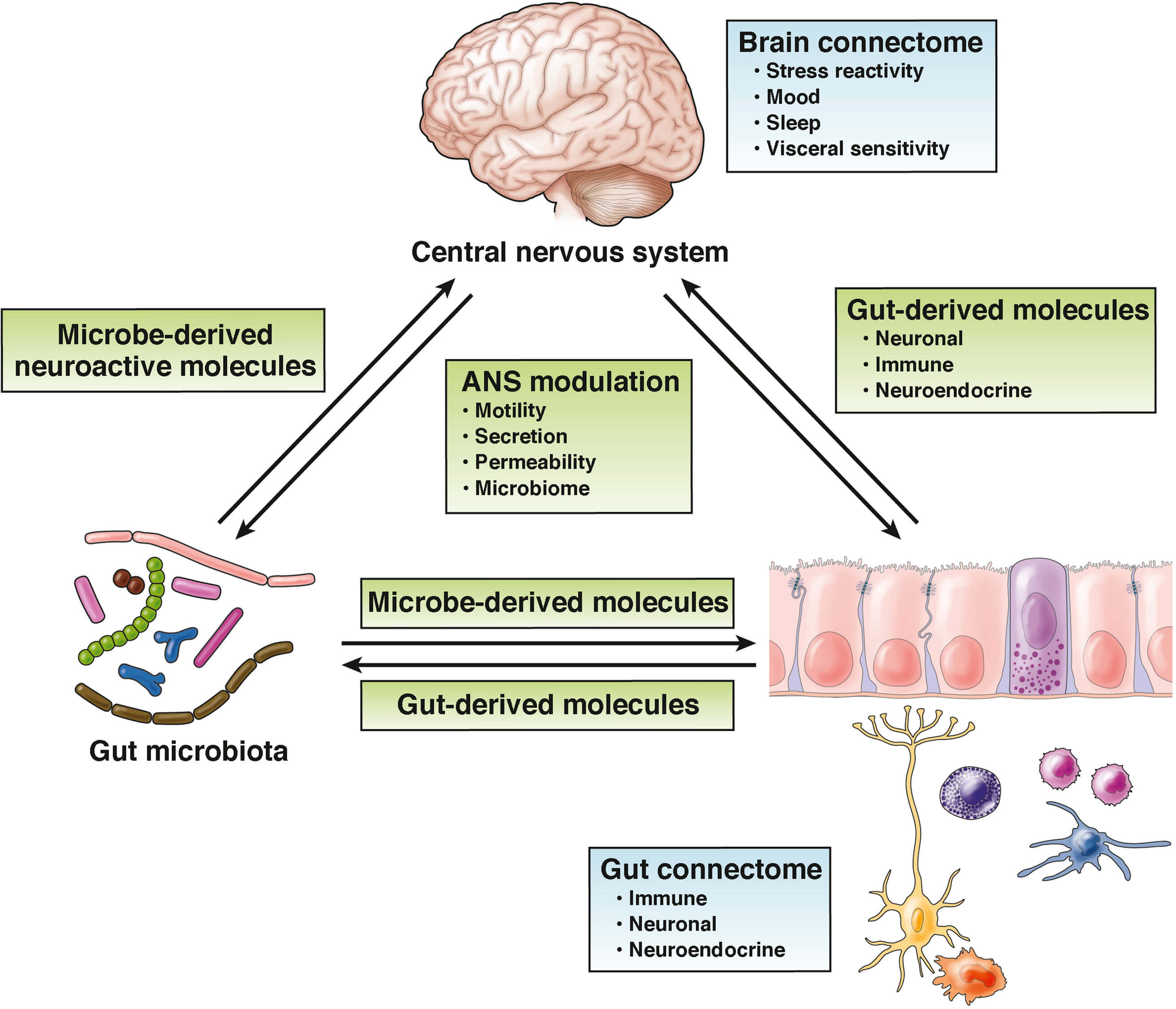 vital.ly hub Gutbrain Axis